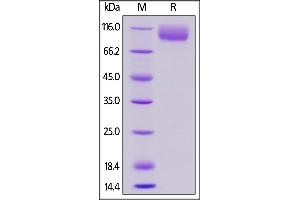 SDS-PAGE (SDS) image for Poliovirus Receptor (PVR) (AA 29-348) (Active) protein (Fc Tag,AVI tag,Biotin) (ABIN5954904)