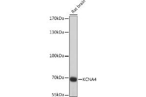 Western Blotting (WB) image for anti-Potassium Voltage-Gated Channel, Shaker-Related Subfamily, Member 4 (KCNA4) (AA 250-350) antibody (ABIN7269486)