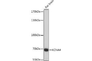 Western blot analysis of extracts of Rat brain, using KCN Rabbit pAb (ABIN7269486) at 1:1000 dilution. (Kv1.4 Antikörper  (AA 250-350))