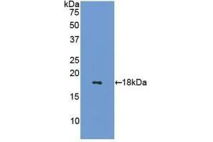 Detection of Recombinant SST, Mouse using Polyclonal Antibody to Somatostatin (SST) (Somatostatin Antikörper  (AA 27-116))