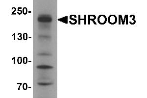 Western Blotting (WB) image for anti-Shroom Family Member 3 (SHROOM3) antibody (ABIN1077407) (SHROOM3 Antikörper)