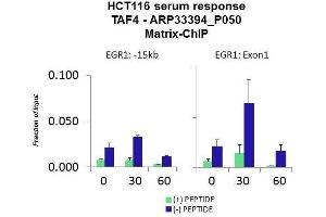 Quiescent human colon carcinoma HCT116 cultures were treated with 10% FBS for three time points (0, 15, 30min) or (0, 30, 60min) were used in Matrix-ChIP and real-time PCR assays at EGR1 gene (Exon1) and 15kb upstream site.