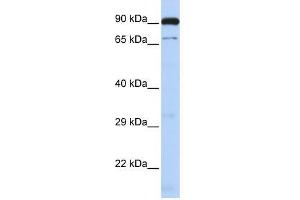 CTCFL antibody used at 1. (CTCFL Antikörper  (N-Term))