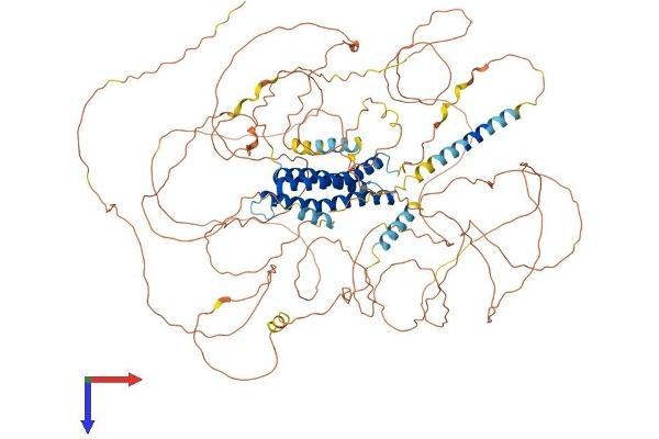 DLGAP4 Protein (AA 1-992) (His tag)
