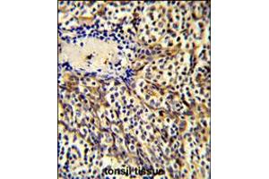Formalin-fixed and paraffin-embedded human tonsil tissue reacted with CCL3 Antibody , which was peroxidase-conjugated to the secondary antibody, followed by DAB staining.