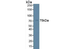 Detection of PLCb2 in Human K562 Cells using Polyclonal Antibody to Phospholipase C Beta 2 (PLCb2) (Phospholipase C beta 2 Antikörper  (AA 1-250))