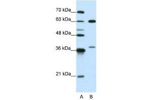 HNRPL antibody used at 0. (HNRNPL Antikörper  (N-Term))