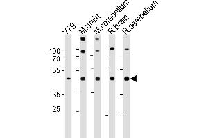 Western Blotting (WB) image for anti-Retina and Anterior Neural Fold Homeobox (RAX) (AA 315-346), (C-Term) antibody (ABIN5537442)