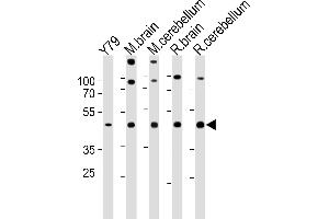 Western blot analysis in Y79 cell line,mouse brain,cerebellum and rat brain,cerebellum tissue lysates (35ug/lane). (RAX Antikörper  (C-Term))