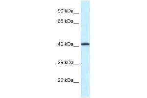 Western Blot showing P2rx2 antibody used at a concentration of 1. (P2RX2 Antikörper  (Middle Region))