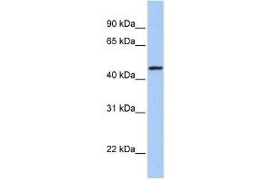 ROM1 antibody used at 1 ug/ml to detect target protein.