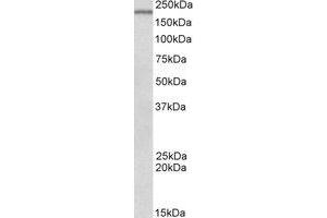 Western Blotting (WB) image for anti-DENN/MADD Domain Containing 4C (DENND4C) (AA 31-45) antibody (ABIN793263) (DENND4C Antikörper  (AA 31-45))