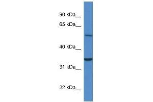 Western Blot showing Cyb5r4 antibody used at a concentration of 1. (CYB5R4 Antikörper  (N-Term))