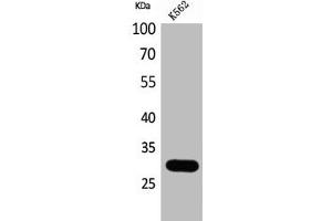 Western Blot analysis of K562 cells using Calbindin D28K Polyclonal Antibody (CALB1 Antikörper  (C-Term))