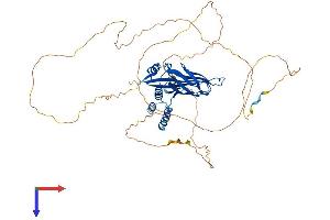 MLLT1 Protein (AA 1-559) (His tag)