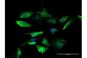 Immunofluorescence of purified MaxPab antibody to S100A10 on HeLa cell. (S100A10 Antikörper  (AA 1-97))