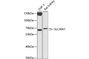 Western blot analysis of extracts of various cell lines, using SLC30 antibody (2532) at 1:1000 dilution. (SLC30A1 Antikörper  (AA 250-350))