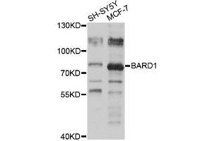 Western blot analysis of extracts of various cell lines, using BARD1 antibody (ABIN5974709) at 1/1000 dilution. (BARD1 Antikörper)