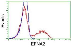 HEK293T cells transfected with either RC213728 overexpress plasmid (Red) or empty vector control plasmid (Blue) were immunostained by anti-EFNA2 antibody (ABIN2452973), and then analyzed by flow cytometry. (Ephrin A2 Antikörper)