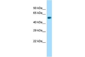 Western Blotting (WB) image for anti-Nicotinate phosphoribosyltransferase (NAPRT) (N-Term) antibody (ABIN2789281)
