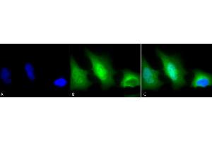 Immunocytochemistry/Immunofluorescence analysis using Rabbit Anti-SOD (Cu/Zn) Polyclonal Antibody (ABIN361651 and ABIN361652). (SOD1 Antikörper)