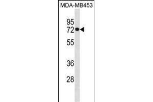 HSL Antibody (C-term) (ABIN1881439 and ABIN2850525) western blot analysis in MDA-M cell line lysates (35 μg/lane). (HSPA1L Antikörper  (C-Term))