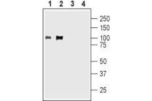 Western blot analysis of rat (lanes 1 and 3) and mouse (lanes 2 and 4) brain membranes: - 1,2. (Kv2.1/KCNB1 Antikörper  (C-Term, Intracellular))