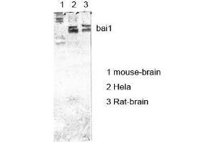 Western Blot (WB) analysis of specific cells using antibody diluted at 1:1000. (BAI1 Antikörper)