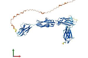 AlphaFold protein structure predicition of Human Recombinant MYBPH Protein, UniprotID Q13203