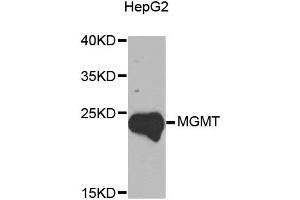 Western blot analysis of extracts of HepG2 cells, using MGMT antibody (ABIN5970267) at 1/1000 dilution. (MGMT Antikörper)