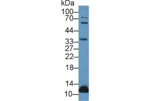 Western Blotting (WB) image for anti-Urocortin 2 (UCN2) (AA 20-112) antibody (ABIN7435022)