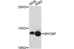 Western blot analysis of extracts of various cell lines, using MYCBP antibody (ABIN5972648) at 1:3000 dilution. (MYCBP Antikörper)