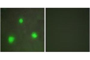 Immunofluorescence (IF) image for anti-Forkhead Box H1 (FOXH1) (AA 10-59) antibody (ABIN2889349) (FOXH1 Antikörper  (AA 10-59))