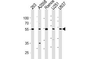 CDCA7L Antibody (C-term) (ABIN1881189 and ABIN2843429) western blot analysis in 293,,Ramos,, cell line lysates (35 μg/lane). (CDCA7L Antikörper  (C-Term))