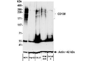 Western Blotting (WB) image for anti-Syndecan 1 (SDC1) (AA 23-251) antibody (ABIN7795742)
