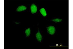 Immunofluorescence of purified MaxPab antibody to UBL4A on HeLa cell. (UBL4A Antikörper  (AA 1-157))