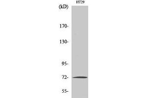 Western Blot analysis of HT-29 cells using MMP2 Polyclonal Antibody at dilution of 1:1000. (MMP2 Antikörper)