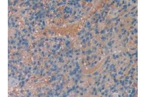 Immunohistochemistry (IHC) image for anti-Monoamine Oxidase A (MAOA) (AA 229-428) antibody (ABIN7438517)