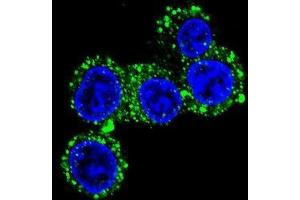Confocal immunofluorescent analysis of CACNG6 Antibody (Center)(Cat#AP50707PU-N) with HepG2 cell followed by Alexa Fluor 488-conjugated goat anti-rabbit lgG (green). (CACNG6 Antikörper  (Middle Region))