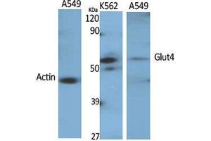 Western Blot (WB) analysis of specific cells using Glut4 Polyclonal Antibody. (GLUT4 Antikörper  (Internal Region))