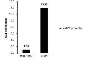 ChIP Image Cross-linked ChIP was performed with HeLa chromatin extract and 5 μg of either control rabbit IgG or anti-ZEB1 antibody. (ZEB1 Antikörper)