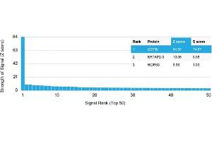 SDS-PAGE Analysis Purified CD44 Recombinant Mouse Monoclonal Antibody (rHCAM/918). (Rekombinanter CD44 Antikörper)