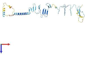 SGCB Protein (AA 1-318) (His tag)