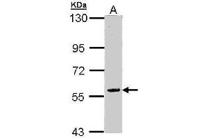 WB Image Sample (30 ug of whole cell lysate) A: Raji 7. (FAM126A Antikörper)
