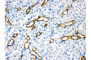 Anti- Aquaporin 1 Picoband antibody, IHC(P) IHC(P): Mouse Kidney Tissue (Aquaporin 1 Antikörper  (C-Term))