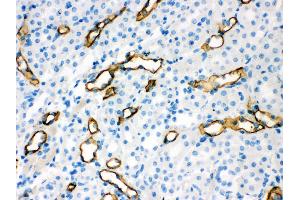 Anti- Aquaporin 1 Picoband antibody, IHC(P) IHC(P): Mouse Kidney Tissue (Aquaporin 1 Antikörper  (C-Term))
