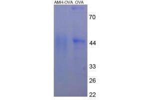 Image no. 1 for Anti-Mullerian Hormone (AMH) protein (Ovalbumin) (ABIN1880239) (AMH Protein (Ovalbumin))