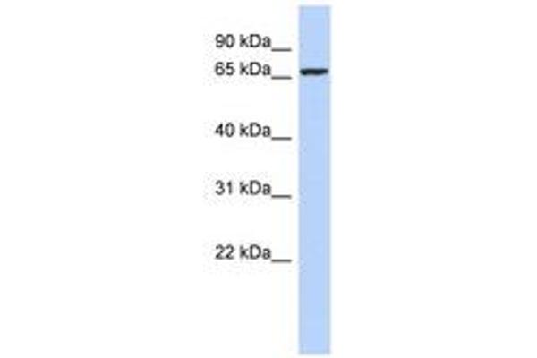 ZNF432 Antikörper  (AA 71-120)