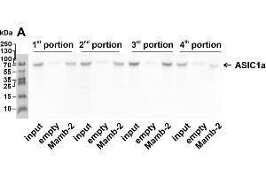 Whole membranes used for the analysis of the molecular targets extracted by mambalgin-2 from membrane fraction of A549 cells. (ASIC1 Antikörper  (Extracellular Domain))