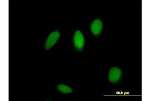Immunofluorescence of purified MaxPab antibody to ZNF83 on HeLa cell. (ZNF83 Antikörper  (AA 1-516))
